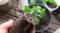 Transplanting Plants
