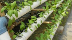 Hydroponic Plant Top Nutrients