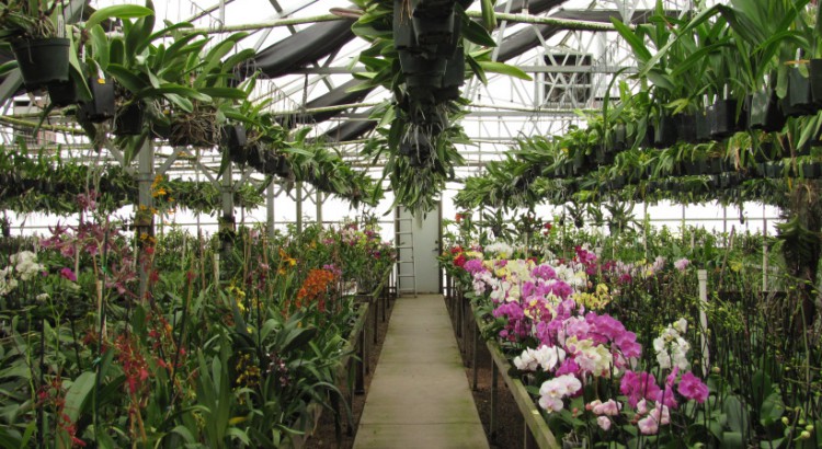 Orchids in the Greenhouse
