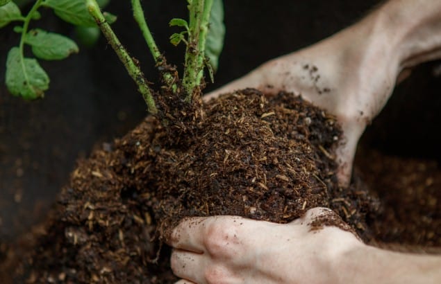 Best Potting Soil for Cannabis