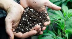 Best Soil for Cannabis Plants